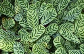 striped maranta leaves, green background