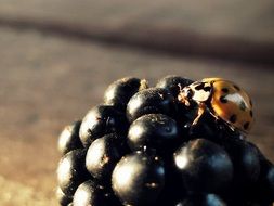 ladybird on a blackberry