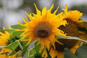 picturesque organic sunflower