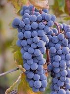 rich harvest of blue grapes