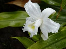 white orchid is a tropical flower in a rainforest