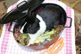 fluffy rabbit in a cauldron