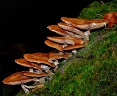 family of mushrooms in the dark