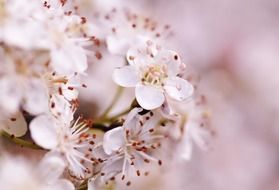 Beautiful pink and white flowers blossom on blurred background