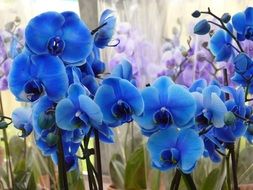 many blue orchids flowers in a garden