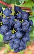 The bunch of blue grapes