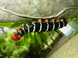 Black striped caterpillar on a tree