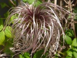 silver hairy clematis