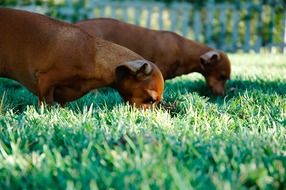 Picture of sausage dogs