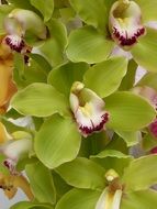 beautiful green orchid flowers