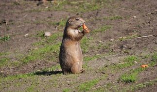 A Prairie Dog nibbles on a carrot