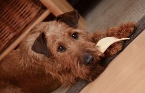 portrait of the brown irish terrier dog