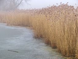 reed and pond in winter