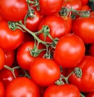 bright tomatoes on a branch