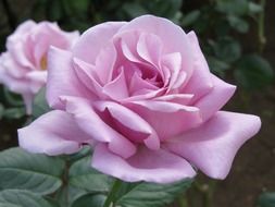 pink rose in the botanical garden