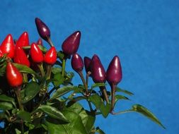 red ornamental peppers