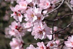 almond tree flower of the