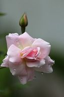 pale pink rose after rain