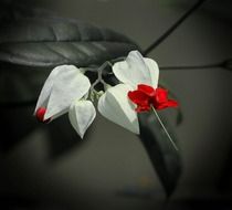 leeding-heart vine blossoms close up