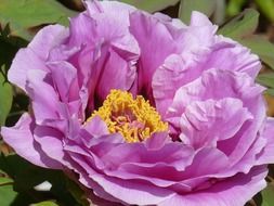 light purple flower in the garden