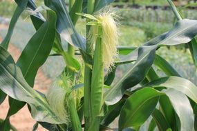 hairy corn cobs on the field