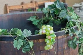 wine presses grapes