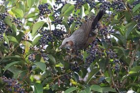 bird on a bush with blue berries