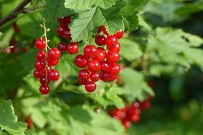 red currant plant summer garden