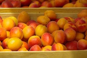 ripe apricots in a box