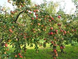 a large apple orchard