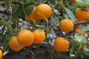 oranges on a tree in majorca