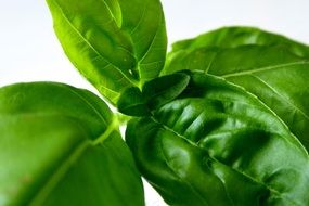 Picture of basil herbs