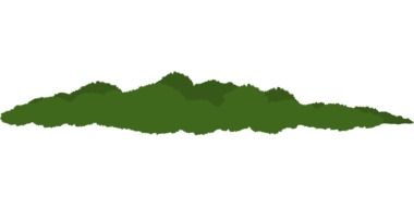 green plant with leaves on a white background as an illustration