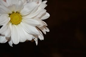 daisy bloom