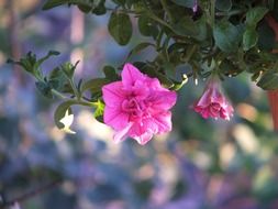 pink summer flowers closeup