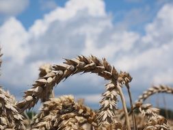 wheat-cultivated cereals