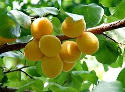 apricot on a tree in summer