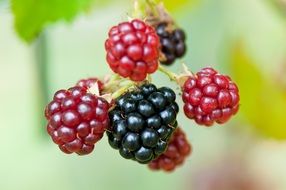 berries closeup