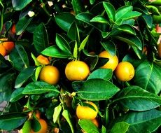 tangerines among green leaves on a tree close-up