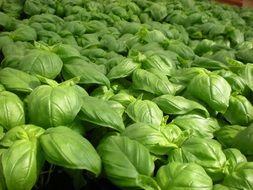 lot of basil in the garden