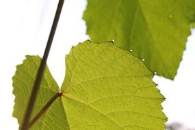 macro view of green leaves