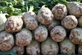 celery roots food