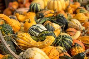 big harvest of pumpkins