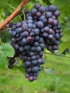 blue grapes on a vine close up