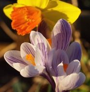 crocus white violet and yellow narcissus