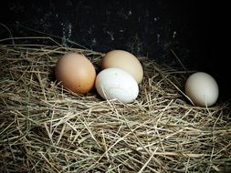 farm eggs