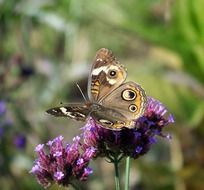 butterfly on wild flower close up