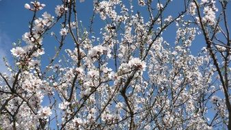 spring cherry plants against the sky on a sunny day