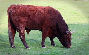 big brown bull with horns graze