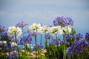 wild flowers on the field